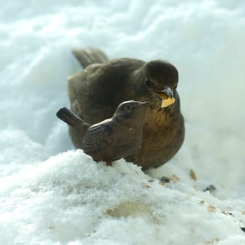 Amsel  Weibchen