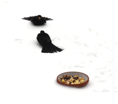 Amseln, Winterfuetterung, Kampf, Futterneid