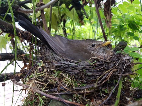 Amselnest, Amsel, Turdus, merula, Schwarzdrossel