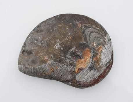 Ammonit, Fossil, Sagittalschnitt