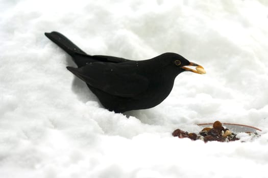 Amsel, Maennchen