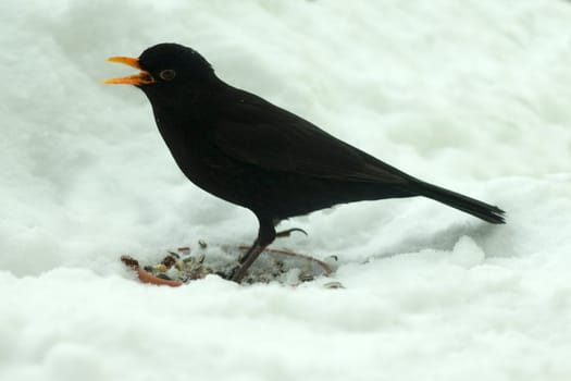 Amsel, Maennchen