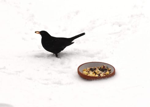 Amseln, Winter, Winterfuetterung