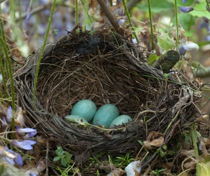 Amselnest, Amsel, Turdus, merula, Schwarzdrossel