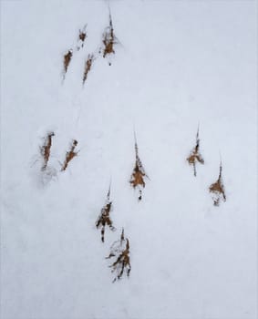 Spuren einer Amsel im Schnee. Traces of a blackbird in the snow.