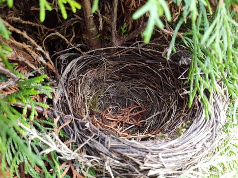 Amselnest, Amsel, Turdus, merula, Schwarzdrossel