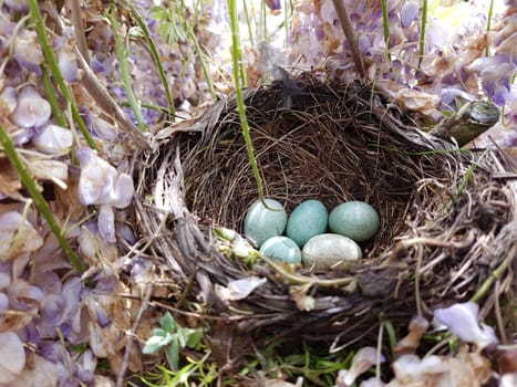 Amselnest, Amsel, Turdus, merula, Schwarzdrossel