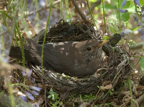 Amselnest, Amsel, Turdus, merula, Schwarzdrossel