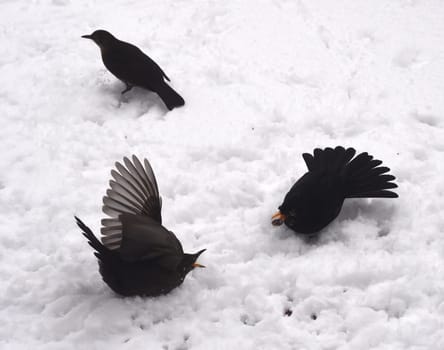 Amseln, Winterfuetterung, Kampf, Futterneid