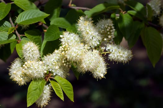 Amur-Traubenkirsche, Traubenkirsche, Prunus maackii