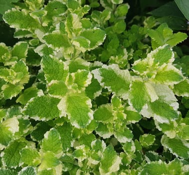 Ananas-Minze, bunte, Mentha suaveolens, Variegata