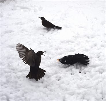 Amseln, Winterfuetterung, Kampf, Futterneid