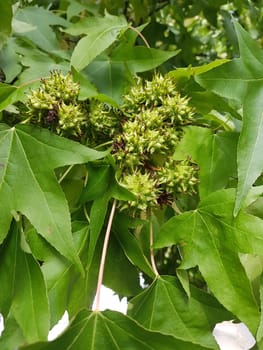 Ambeerbaum  Frucht, Liquidambar  styraciflua
