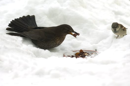 Amsel  Weibchen