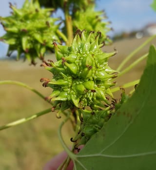Ambeerbaum  Frucht, Liquidambar  styraciflua