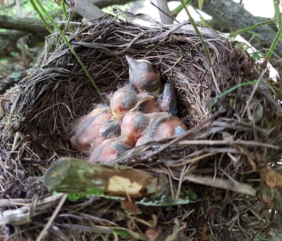 Amselnest, Jungamsel, Jungvogel, Amsel, Turdus, merula