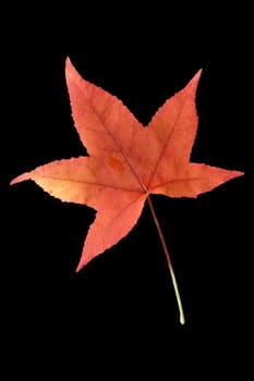 Amberbaumblatt  Liquidambar  styraciflua