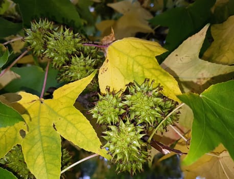 Ambeerbaum  Frucht, Liquidambar  styraciflua