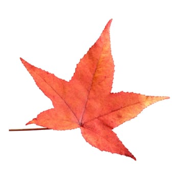 Amberbaumblatt, Liquidambar, styraciflua, Storaxbaum, Seesternbaum, Amerikanischer