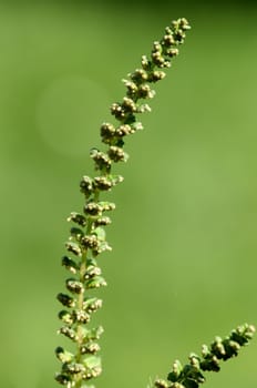 Ambrosia artemisiifolia, ist eine allergieausloesende gefaehrliche, invasive Pflanze. Ambrosia artemisiifolia, is an allergenic, invasive plant that causes allergies.