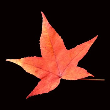 Amberbaumblatt, Liquidambar, styraciflua, Storaxbaum, Seesternbaum, Amerikanischer