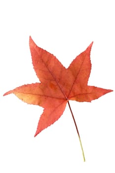 Amberbaumblatt  Liquidambar  styraciflua