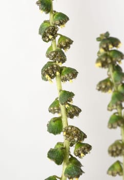 Ambrosiabluete, Ambrosia, artemisiifolia