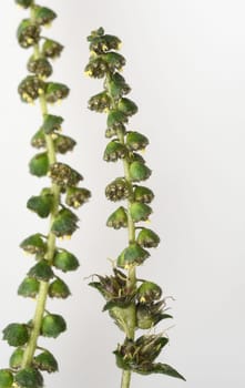 Ambrosiabluete, Ambrosia, artemisiifolia