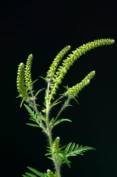 Ambrosiabluete, Ambrosia, artemisiifolia, Aufrechtes, Traubenkraut