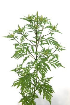 Ambrosiabluete, Ambrosia, artemisiifolia, Aufrechtes, Traubenkraut