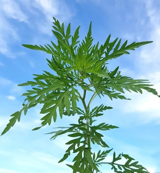 Ambrosiabluete  Ambrosia  artemisiifolia