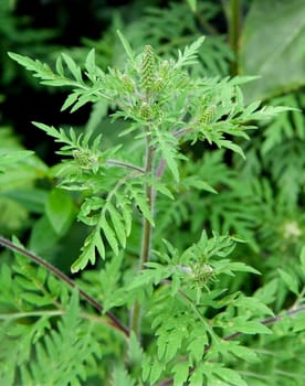 Ambrosiabluete, Ambrosia, artemisiifolia, Aufrechtes, Traubenkraut