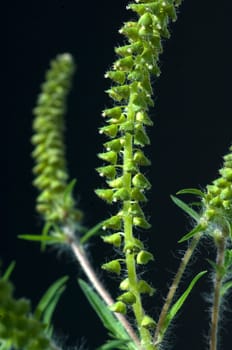 Ambrosiabluete, Ambrosia, artemisiifolia, Aufrechtes, Traubenkraut