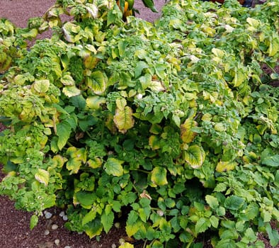 Ananaskirsche, Physalis, pruinosa, Preciosa, Lampionblume