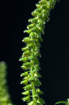 Ambrosiabluete  Ambrosia  Ambrosia artemisiifolia