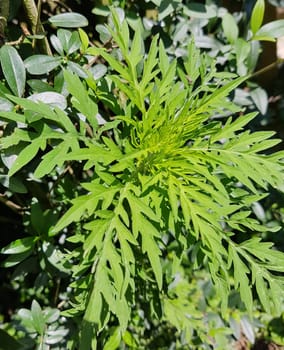 Ambrosiabluete  Ambrosia  artemisiifolia