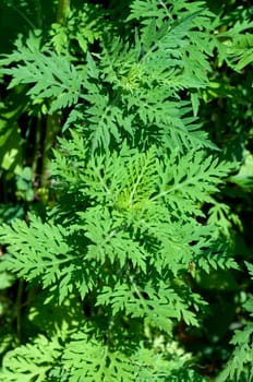 Ambrosiabluete, Ambrosia, artemisiifolia, Aufrechtes, Traubenkraut