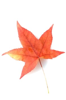 Ambeerbaumblatt im herbst