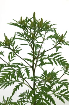Ambrosia artemisiifolia