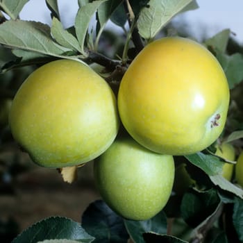 Ananasrenette  Winterapfel  Apfel  Apfelsorte, Apfel, Kernobst, Obst