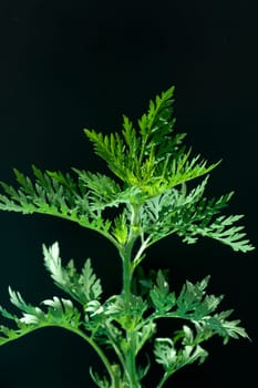 Ambrosiabluete, Ambrosia, artemisiifolia, Aufrechtes, Traubenkraut