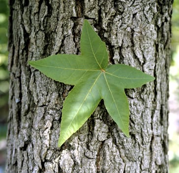 Amberbaum  Liquidambar styraciflua