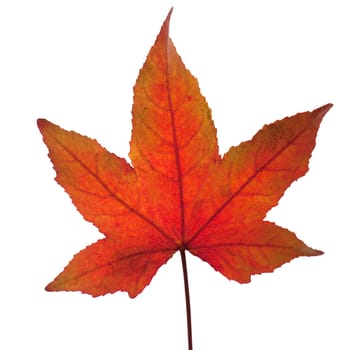 Ambeerbaumblatt, Liquidambar, styraciflua, Storaxbaum, Seesternbaum
