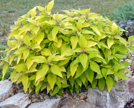 Ananassalbei  Salvia rutilans