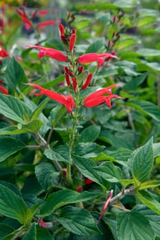 Ananassalbei  Salvia elegans