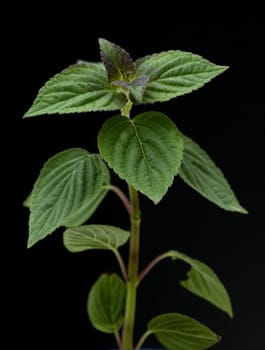 Ananassalbei, Salvia elegans, Heilpflanzen