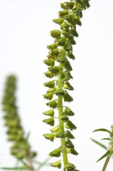 Ambrosiabluete  Ambrosia  Ambrosia artemisiifolia