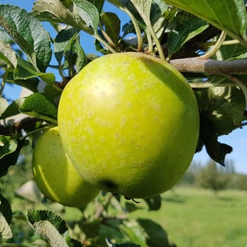 Ananasrenette, Herzapfel, Apfel, Malus, domestica, Alte Apfelsorte