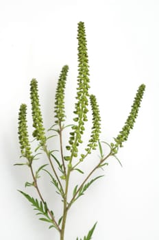 Ambrosiabluete, Ambrosia, artemisiifolia, Aufrechtes, Traubenkraut