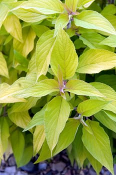 Ananassalbei  Salvia rutilans